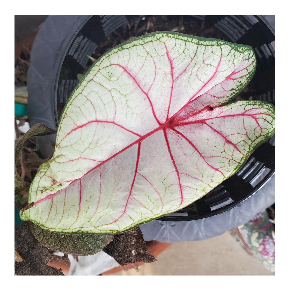 CALADIUM WHITE QUEEN