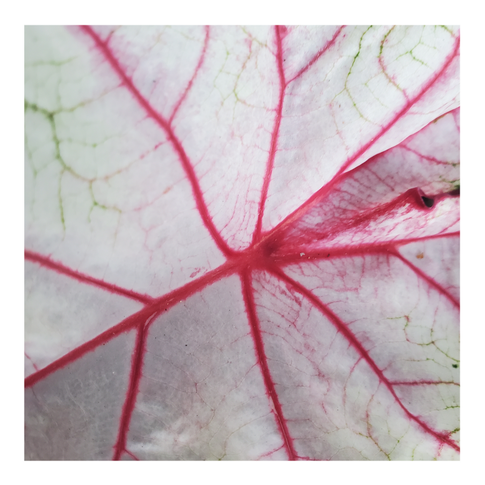 CALADIUM WHITE QUEEN