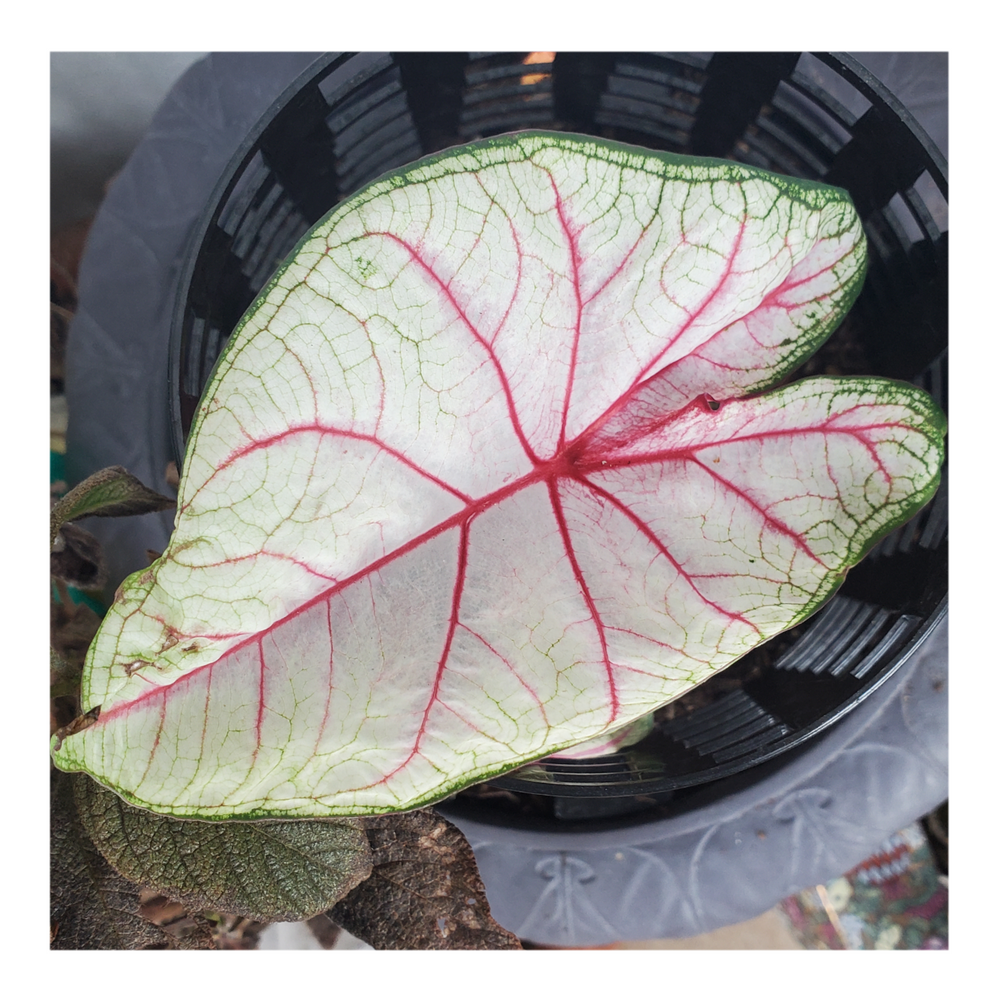 CALADIUM WHITE QUEEN