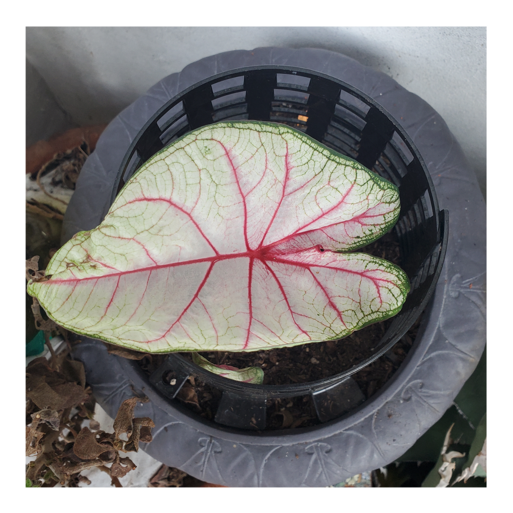 CALADIUM WHITE QUEEN