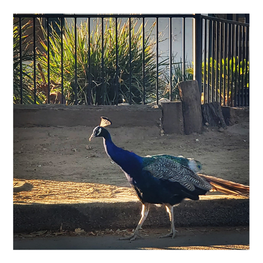 WILD PEACOCKS