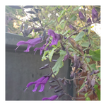 DARK PURPLE SALVIA