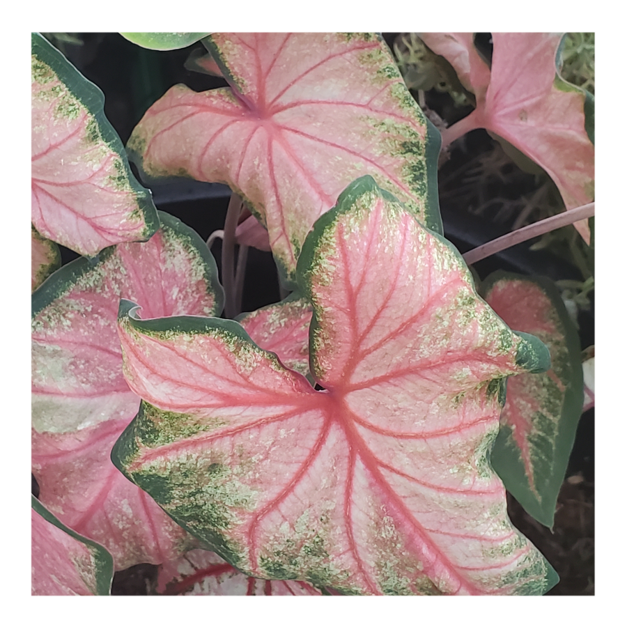 CALADIUM CHINOOK