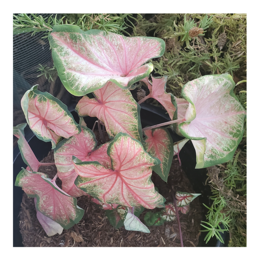 CALADIUM CHINOOK