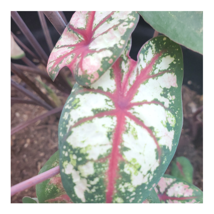CALADIUM CELEBRATION