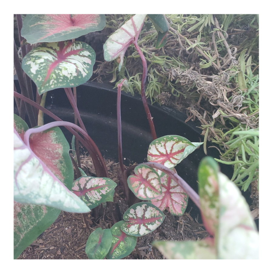 CALADIUM CELEBRATION