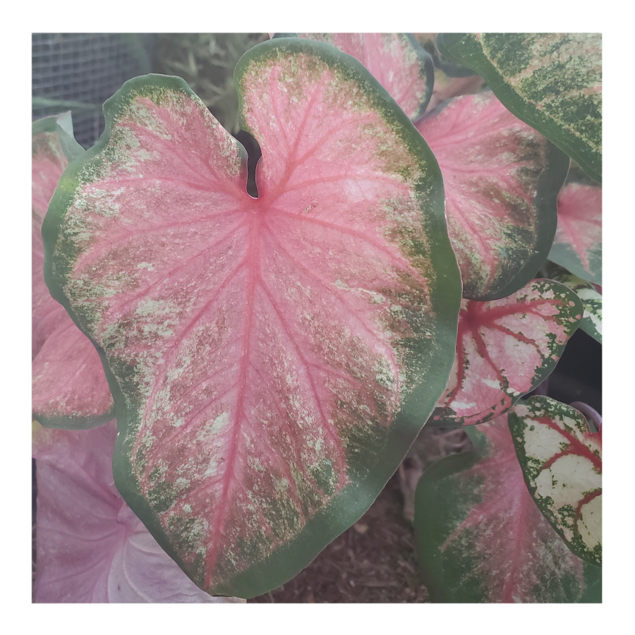 CALADIUM CHINOOK