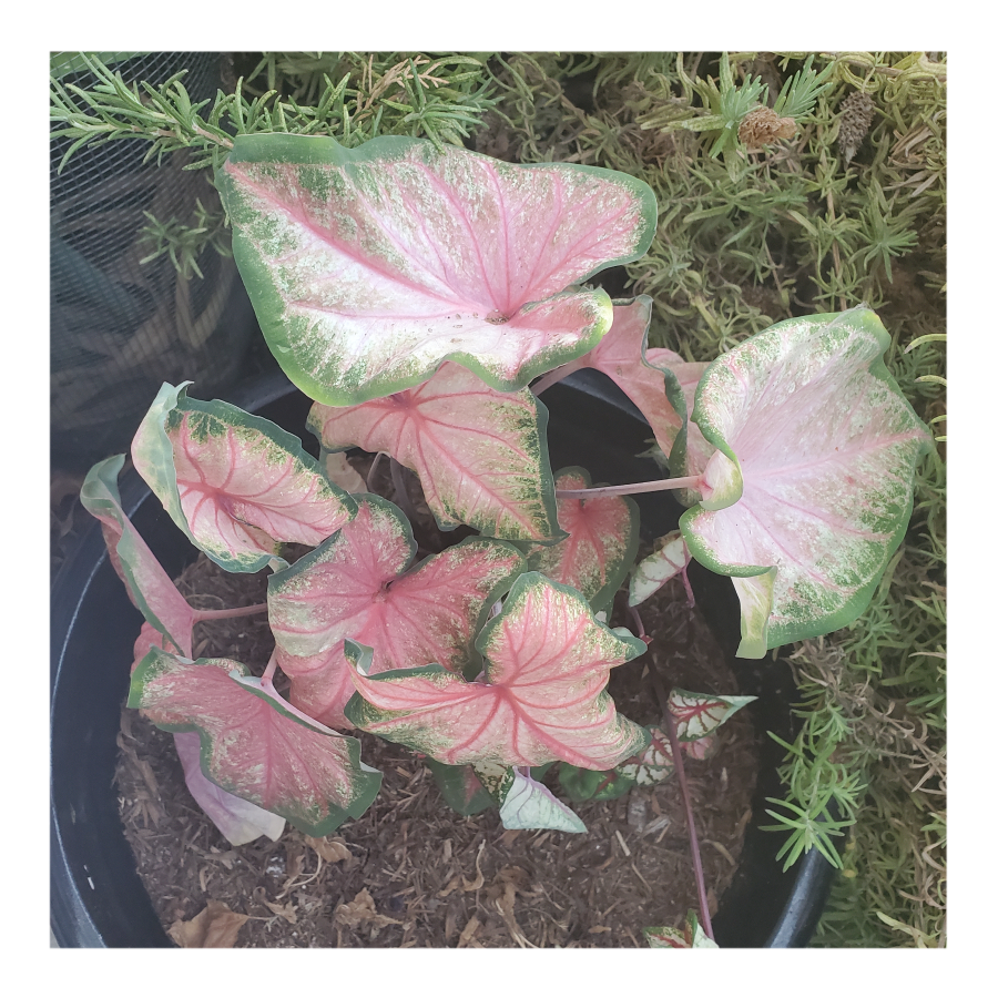 CALADIUM CHINOOK