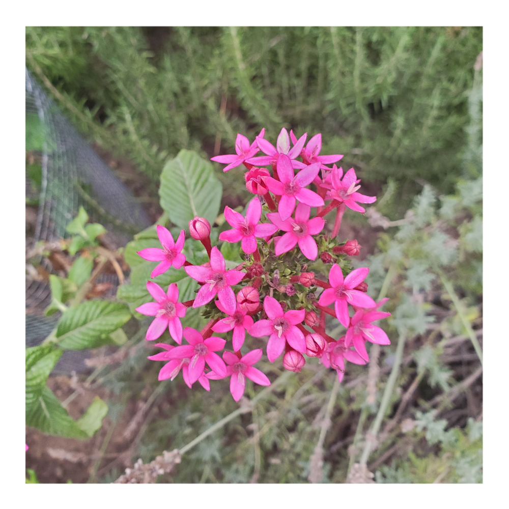 EGYPTIAN STARCLUSTER