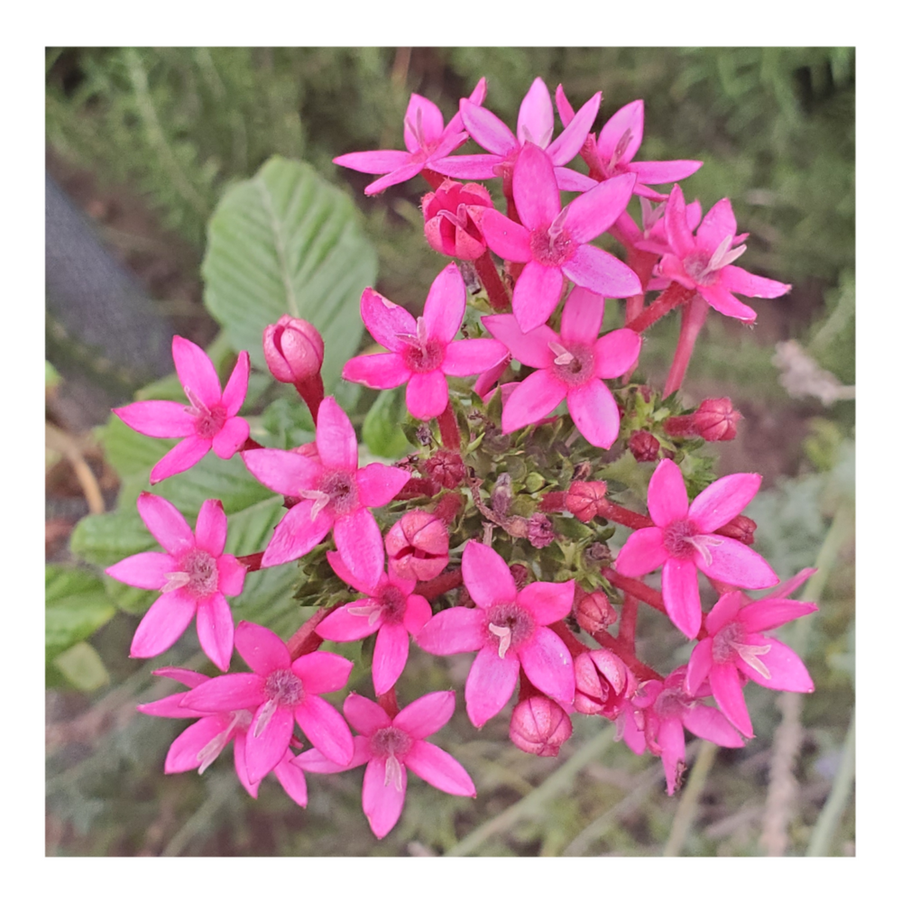 EGYPTIAN STARCLUSTER