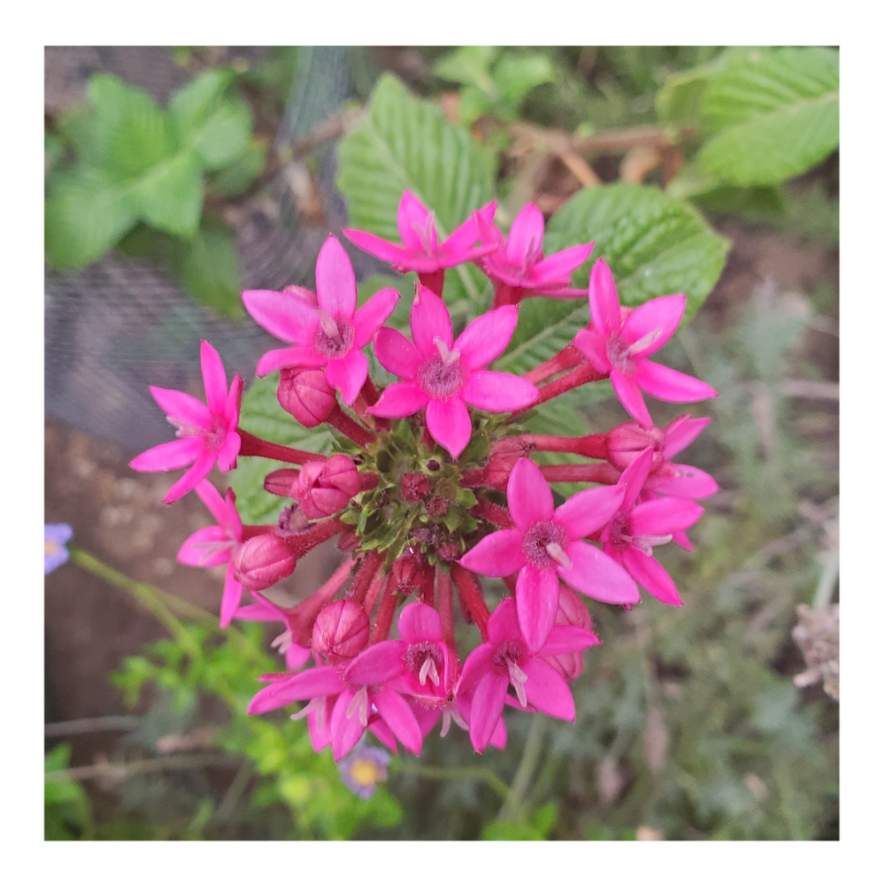 EGYPTIAN STARCLUSTER