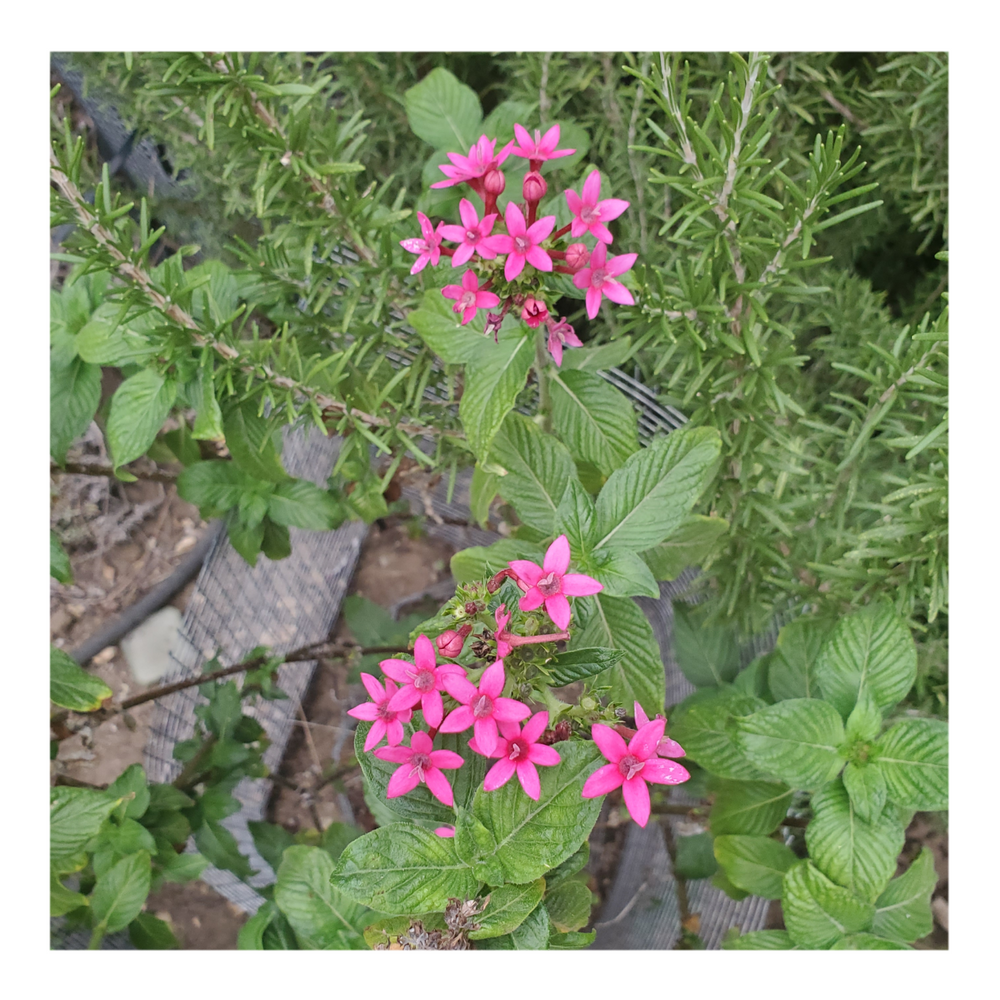 EGYPTIAN STARCLUSTER