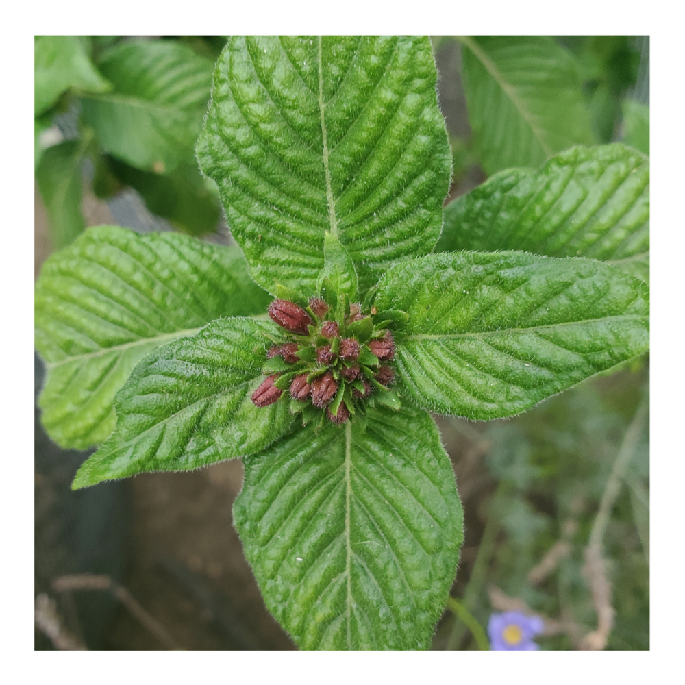 EGYPTIAN STARCLUSTER