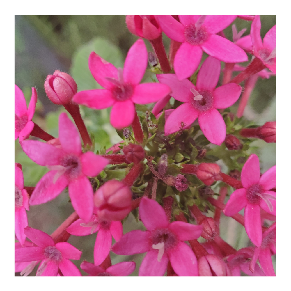 EGYPTIAN STARCLUSTER