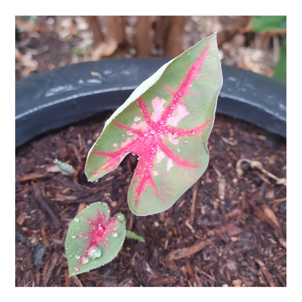 CALADIUM CAROLYN WHORTON